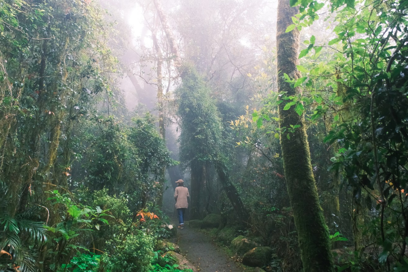 A lady is exploring the mist and forest of Springbrook, Queensland, Australia