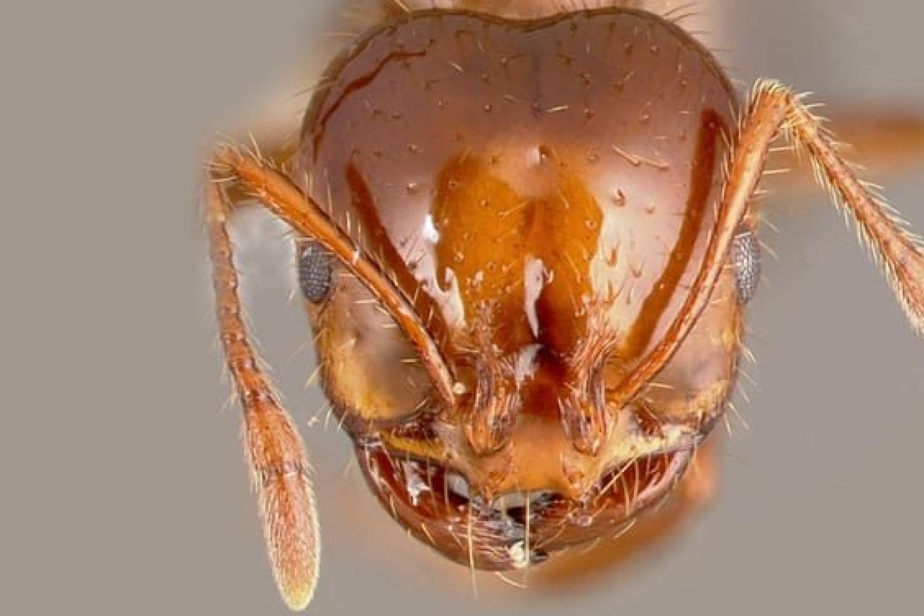 The fire ant which has spread across 700,000ha of south east Queensland (Photo: Invasive Species Council) 