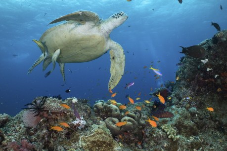 ‘Significant progress’: Wildlife body stops short of declaring Great Barrier Reef in danger