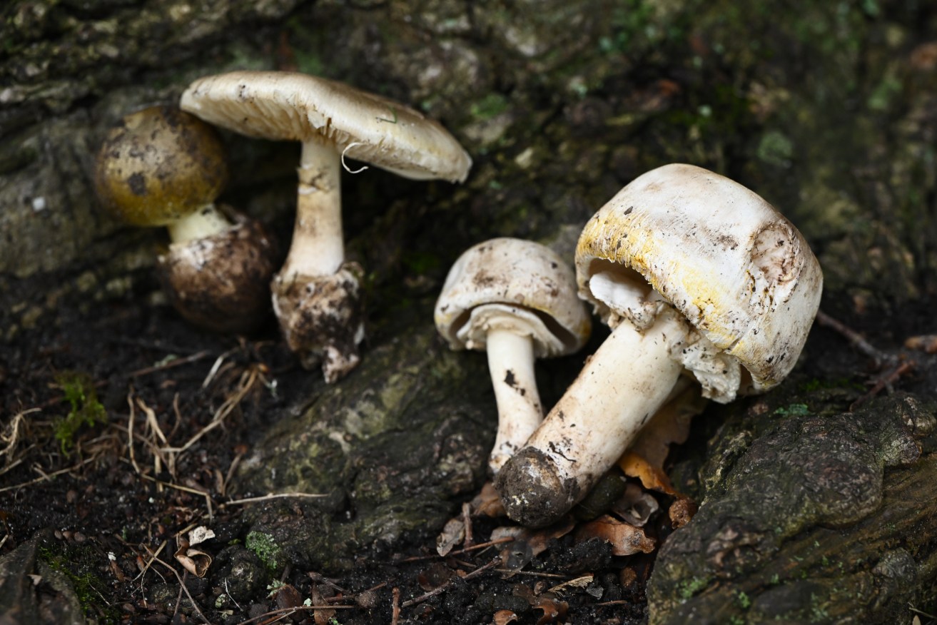 Poisonous Death Cap (left) and Yellow-staining Mushrooms while at the Royal Botanic Gardens in Melbourne, Wednesday, April 12, 2023. (AAP Image/Joel Carrett) NO ARCHIVING