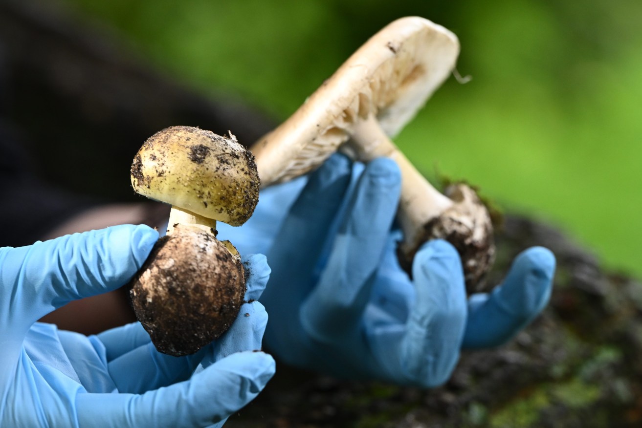 File image of a poisonous Death Cap mushroom, which police believe may have caused the death of three friends and critical condition of another. . (AAP Image/Joel Carrett)