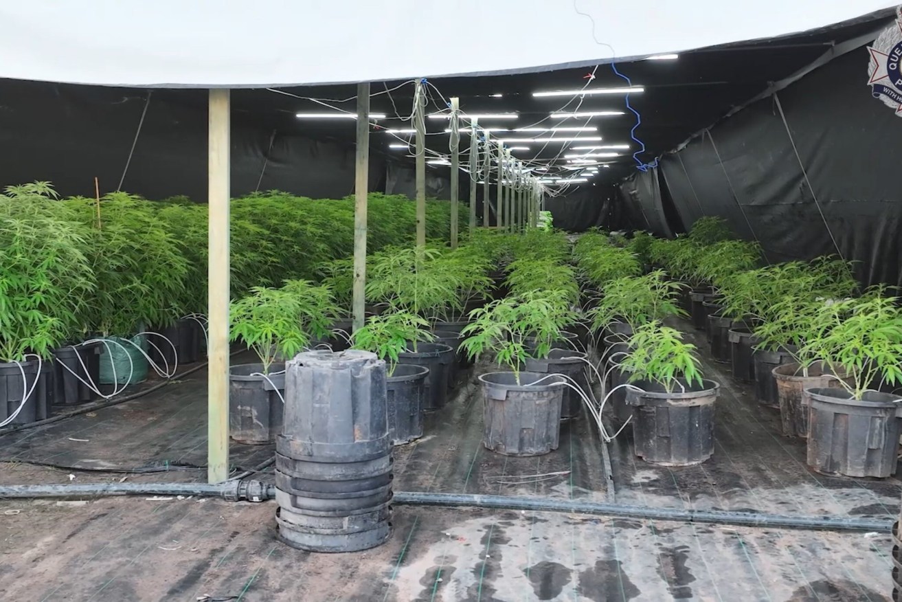 A screenshot from a supplied video shows a greenhouse containing cannabis plants on a rural property in Mount Maria, Queensland. Police have seized $60 million of drugs after two cannabis plantations were busted in central Queensland. (AAP Image/Supplied by Queensland Police)