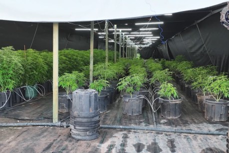 Central Queensland raids net $60m in cannabis; dozens of greenhouses