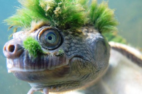 What a bummer: Queensland’s ‘punk rock turtle’ at risk of extinction