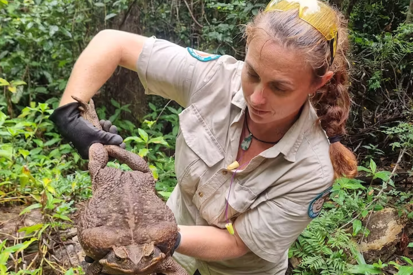 This monster cane toad was caught in the Cape Conway National Park (Photo: Department of Environment and Science)