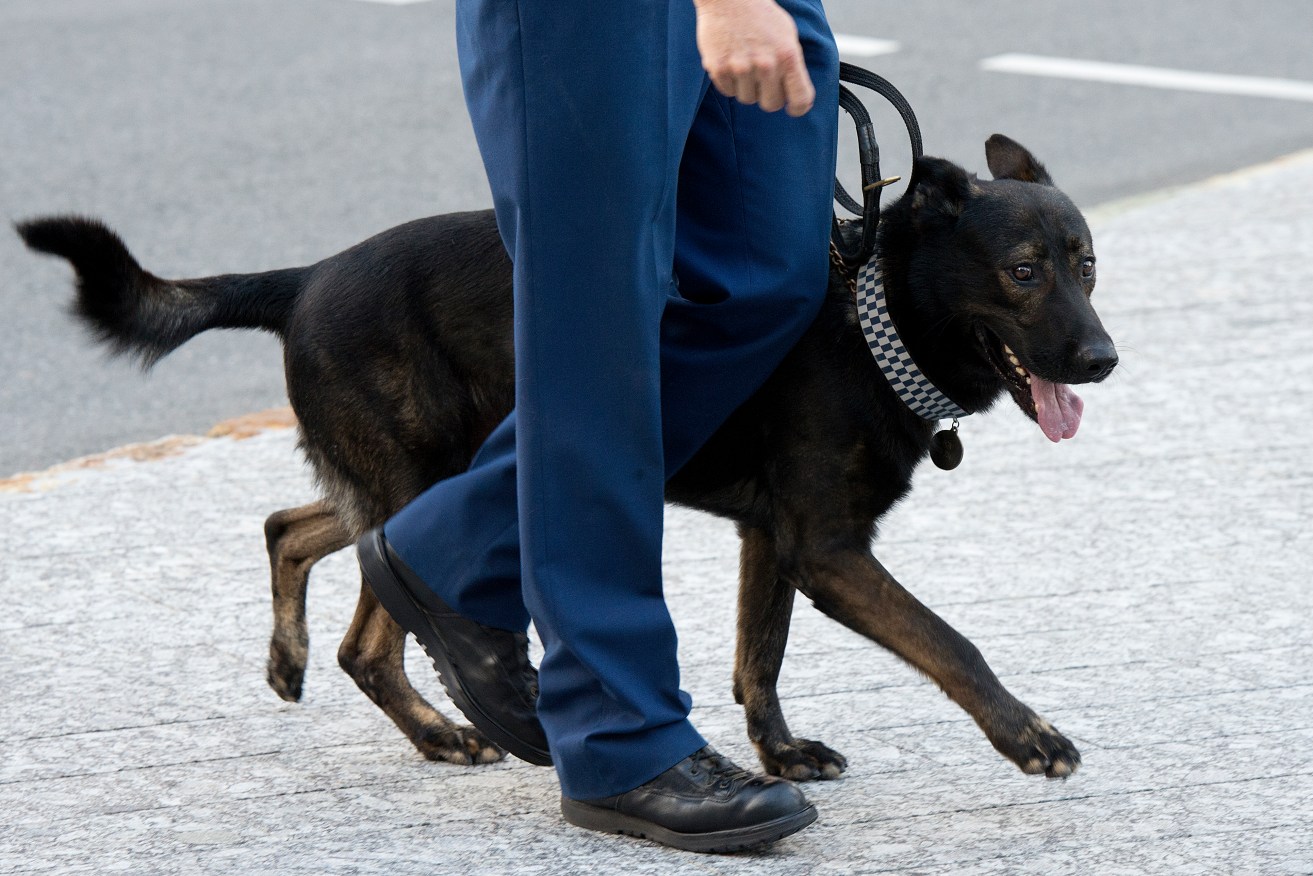 Stock photograph of a Queensland Police Officer walking his police dog in the Brisbane CBD, Friday, Feb. 28, 2014. (AAP Image/Dave Hunt) NO ARCHIVING