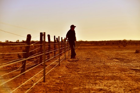 Farmer wants a lifeline: Budget to include $500m drought relief