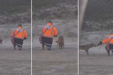 Furious rangers blast ‘dangerous decision’ of man fined for feeding K’gari dingoes