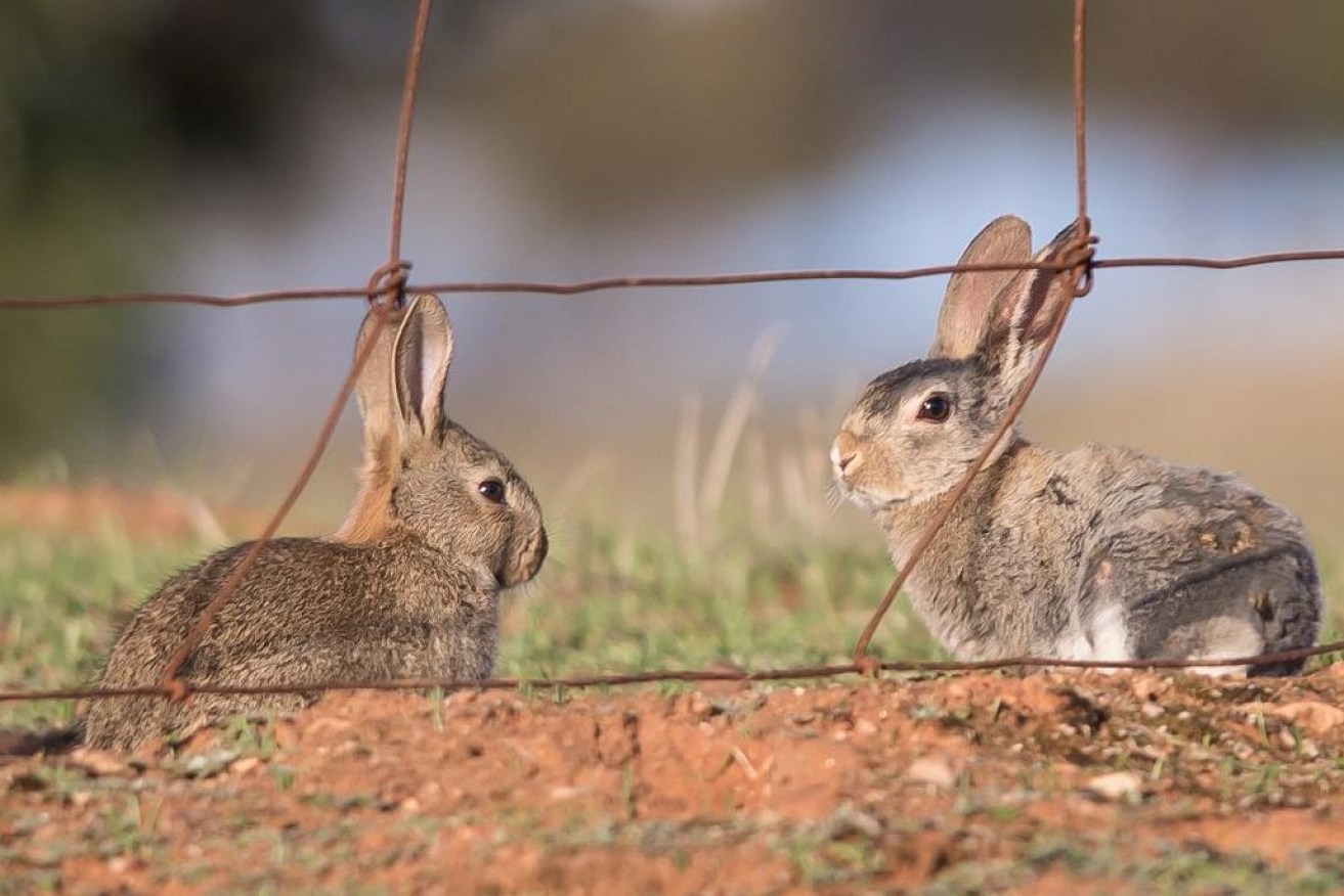 Introduced species such as rabbits are having a devastating effect on native wildlife, a major study has found. (Image: CSIRO)