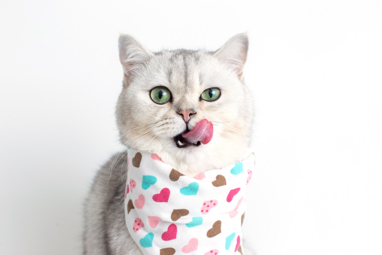 A adorable white cat, licks its muzzle with its tongue, sits on a white background with a bib in hearts, looks at camera. 