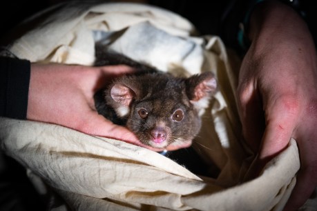 Leap of faith: Researchers plotting habitat of our gliders to secure their survival