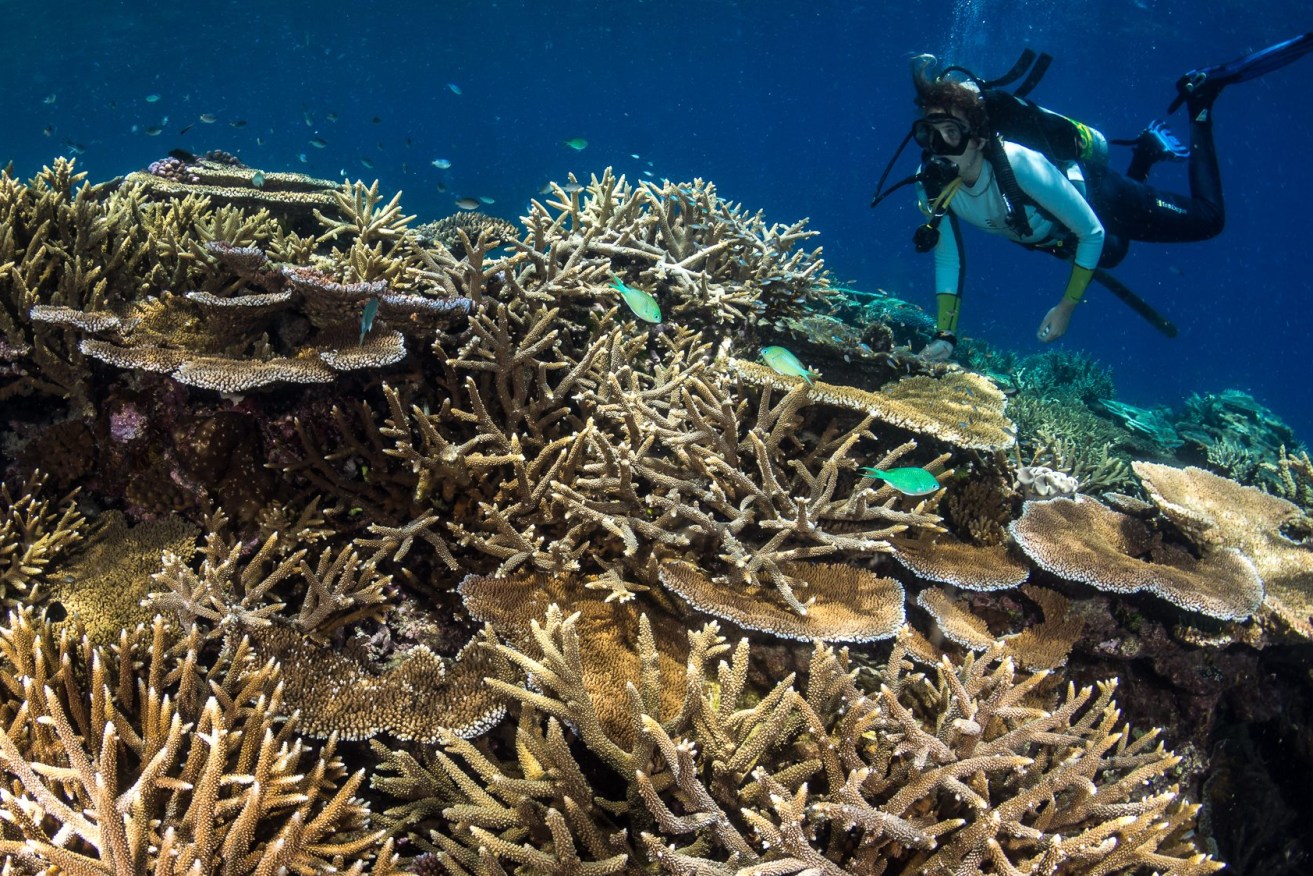 Developments pivotal to the reef's survival include semi-automated and robotic methods that dramatically increase the number of corals that can be bred in aquaculture.