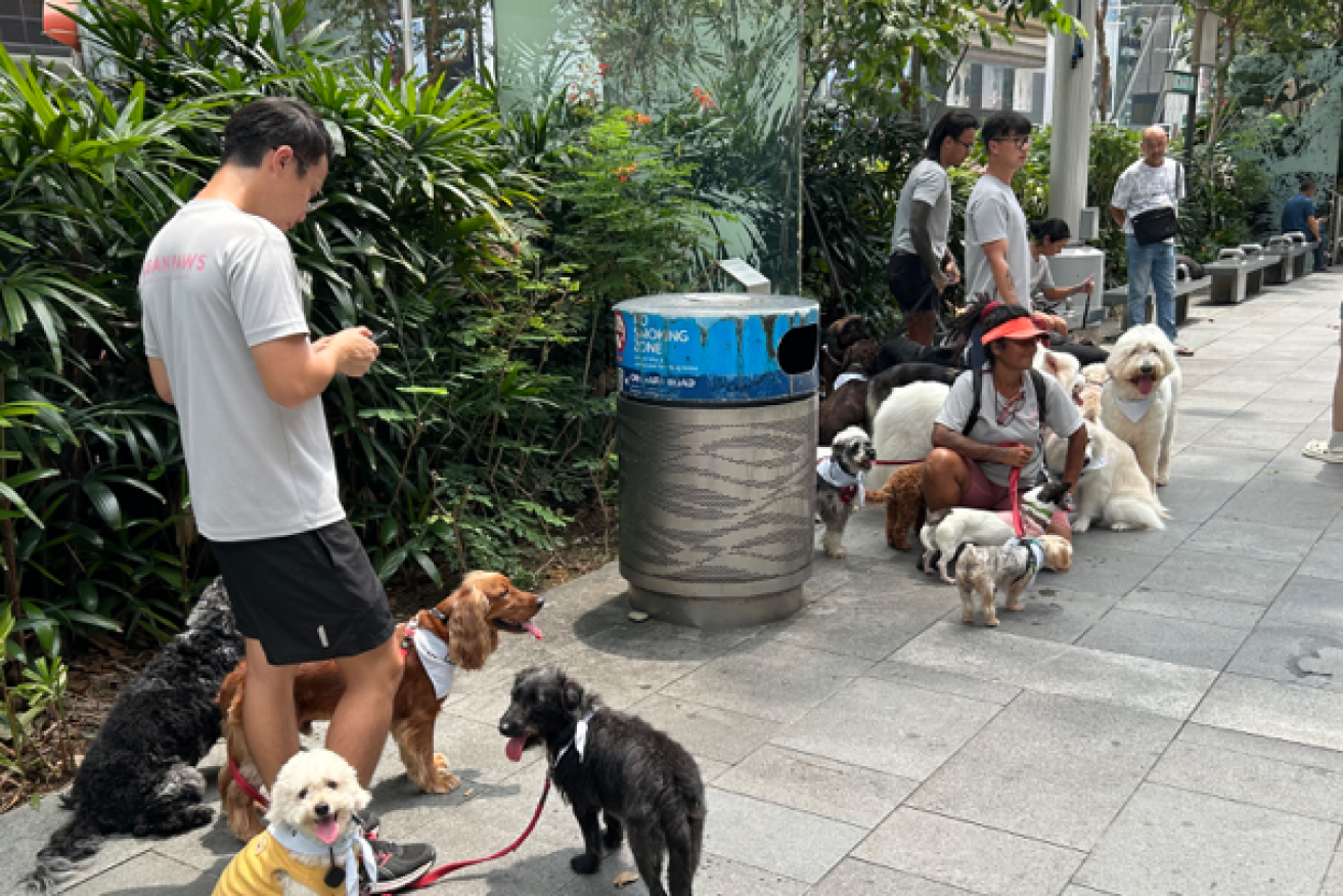 Singapore is a hotbed of pooches. Image: Phil Brown