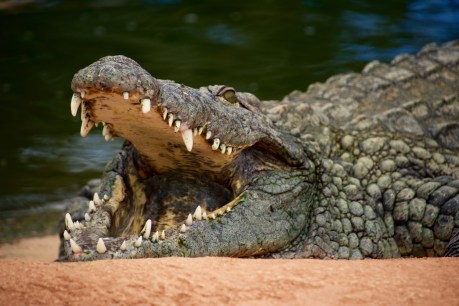 How a croc bite has led to a medical breakthrough for pain