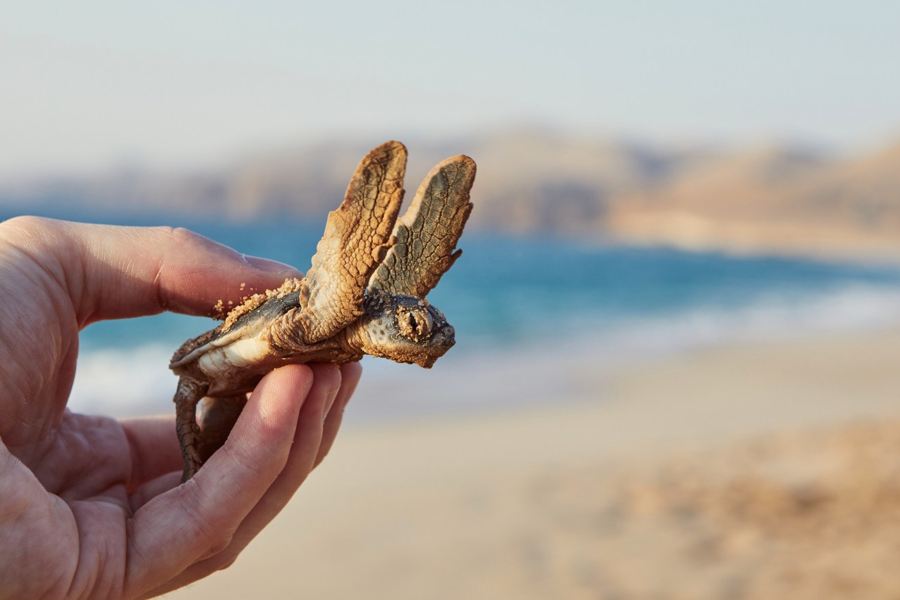 Human hand holding newborn green turtle and carries them into sea. Ras Al Jinz, Sultanate of Oman.