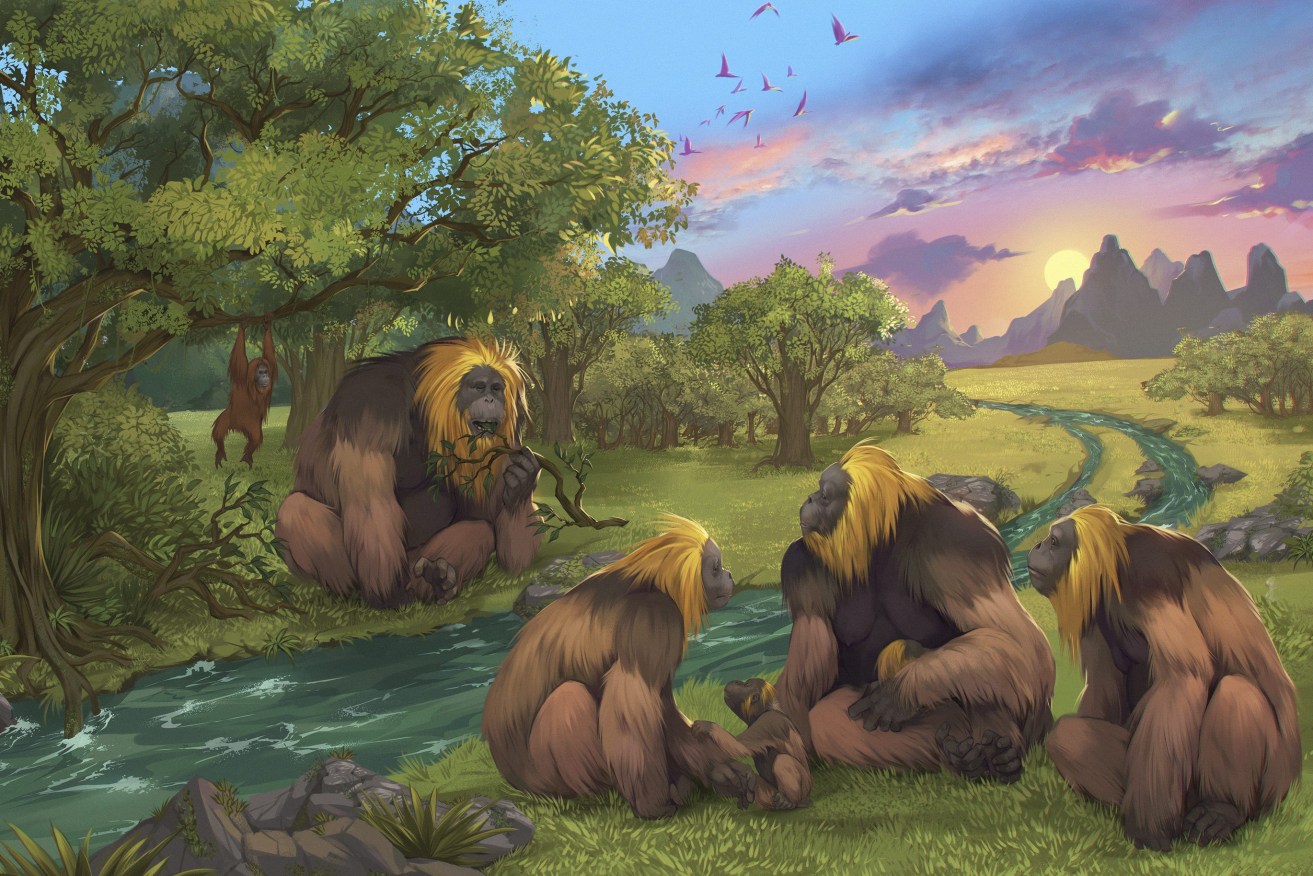 This illustration provided by researchers depicts Gigantopithecus blacki in a forest in the Guangxi region of southern China. The extinct species of great ape that once stood around 10 feet tall and weighed up to 650 pounds was likely driven to extinction by environmental changes, scientists in China and Australia report in the journal Nature. (Garcia/Joannes-Boyau/Southern Cross University)