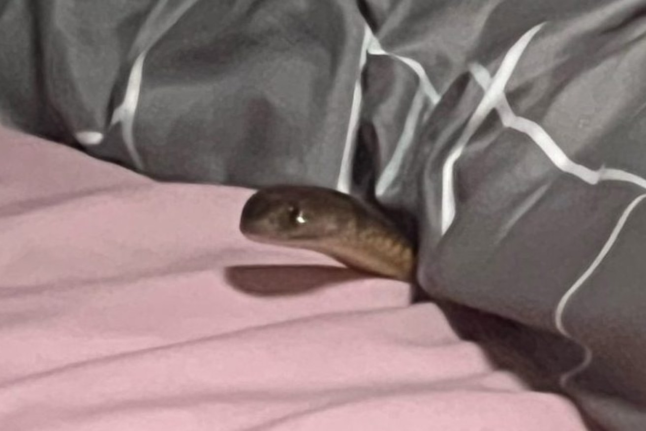 A supplied undated image obtained Friday, January 12, 2024 shows an an eastern brown snake inside a Queensland woman's bed, in Western Downs, Queensland. (AAP Image/Supplied by RACQ Life Flight) 