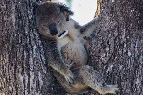 Queensland leads logging assault that leaves our koalas ‘headed for extinction’