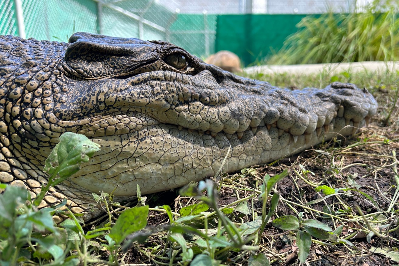 A supplied image obtained on Thursday, February 8, 2024, of A 2.5m crocodile relocated after being found on a family property in north Queensland. (AAP Image/Supplied by Department of Environment, Science and Innovation) NO ARCHIVING, EDITORIAL USE ONLY