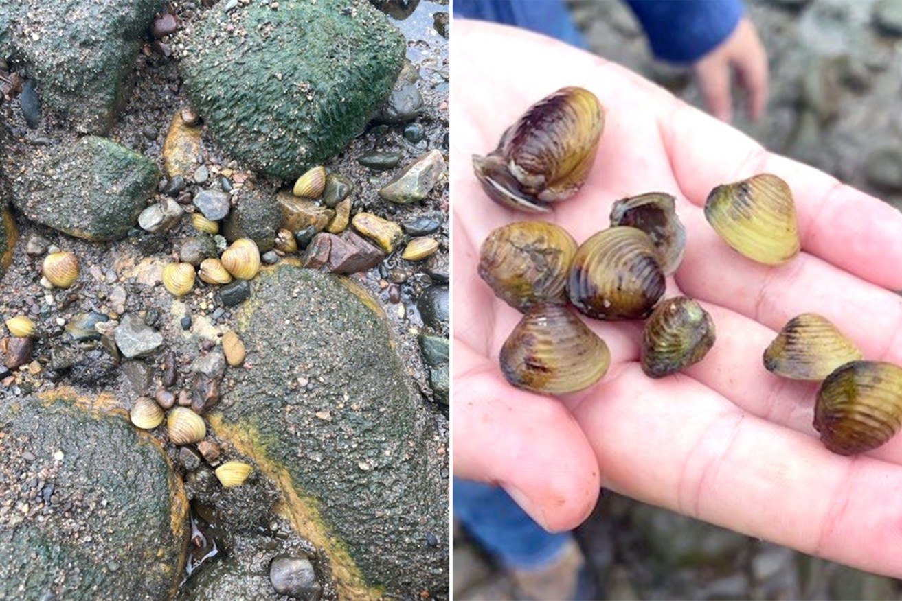 A combined image of two undated supplied images obtained Thursday, February 15, 2024 shows the highly invasive freshwater gold clam (corbicula fluminea) at Colleges Crossing along the Brisbane River. (AAP Image/Supplied by the Queensland Government) 