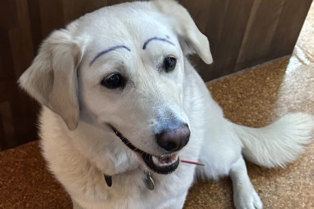 Renting? That’s what people do between having a house and drawing eyebrows on the dog