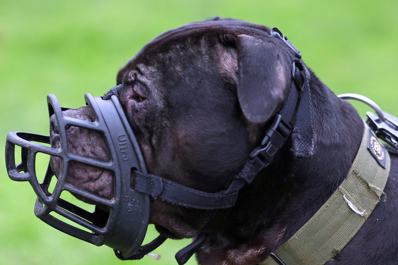 Muzzled XL Bully dog 'Duke' is taken for a walk  REUTERS/Toby Melville