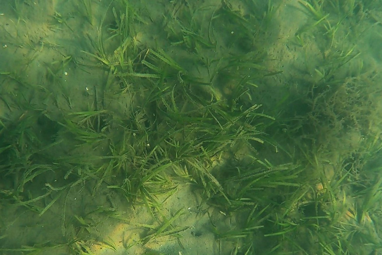 Sediment from flood waters smothering seagrass that supports turtles, dugongs and other marine life Moreton Bay.  (AAP Image/Supplied by Neroli Roocke, University of Queensland) 