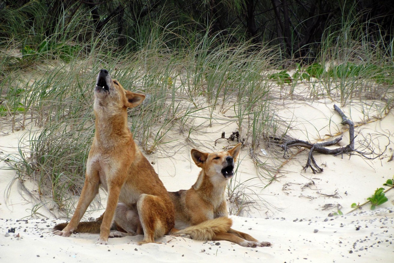 A supplied image obtained on Thursday, July 20, 2023, of dingos on K'gari (Fraser Island), QLD . (AAP Image/Supplied by Queensland Government – Department of Environment and Science) NO ARCHIVING, EDITORIAL USE ONLY
