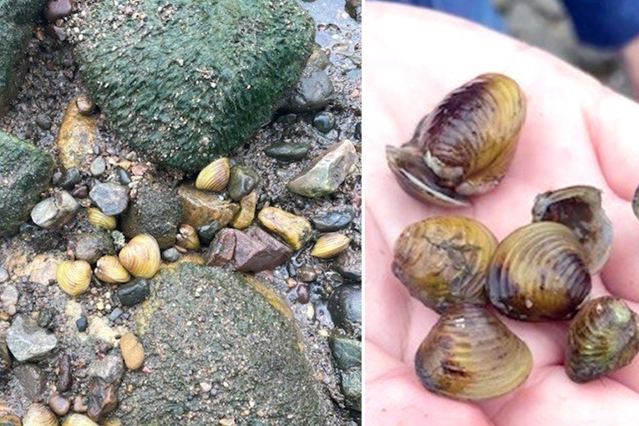 The highly invasive freshwater gold clam (corbicula fluminea) at Colleges Crossing along the Brisbane River. (AAP Image/Supplied by the Queensland Government) 