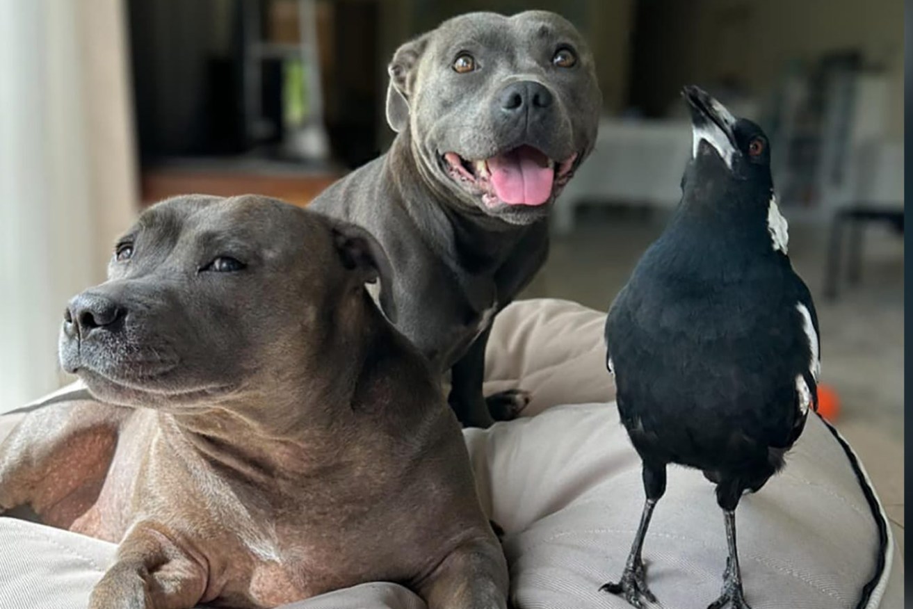 A supplied image shows Peggy and Ruby the Staffies with Molly the magpie at their home in the Gold Coast.  (AAP Image/Supplied by Juliette Wells and Reece Mortensen) 