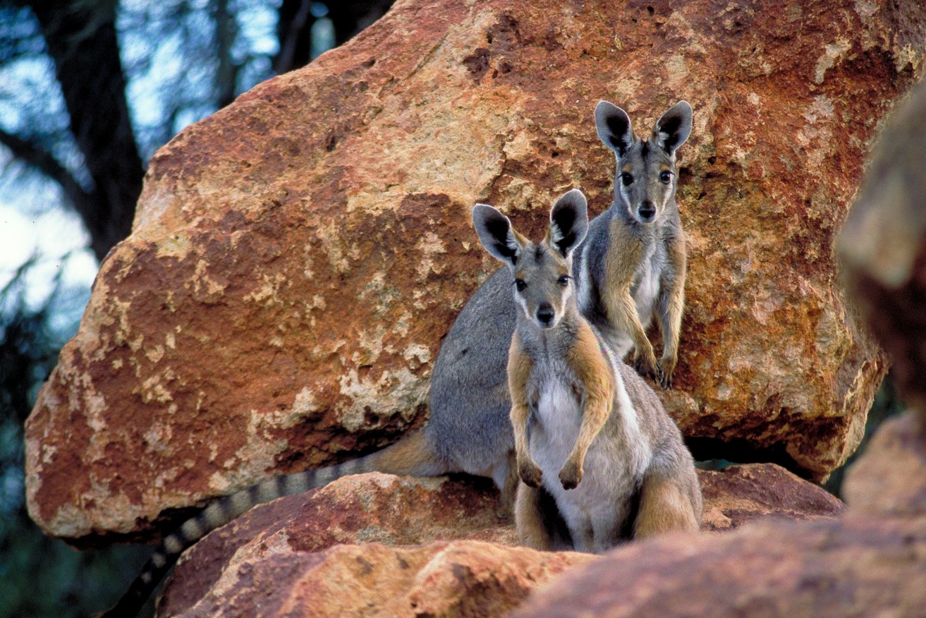 A cattle property in Western Queensland, which is home to the vulnerable yellow-footed rock wallaby, will be turned into a national park thanks to an anonymous benefactor. (AAP Image/Supplied by QLD Department of Environment, Science and Innovation) 
