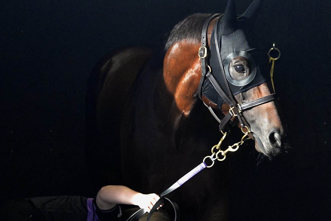 *This picture has been selected as one of the Best of the Year Sports images for 2019* Australian racehorse Winx is seen is seen in the stables during an exhibition gallop at Randwick racecourse in Sydney, Saturday, February 9, 2019. (AAP Image/Jeremy Piper) NO ARCHIVING