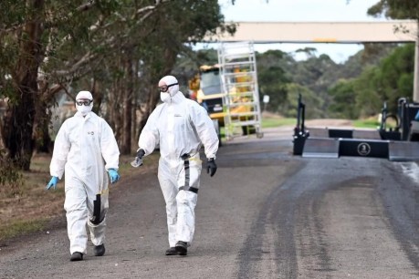 Did somebody say bird flu? CSIRO battling three strains across nation, more on the way
