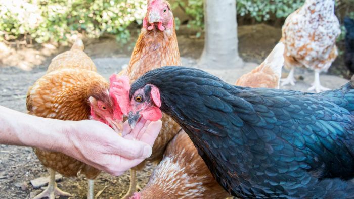 Farmers, authorities on bird flu alert as culling of 400,000 chickens ...